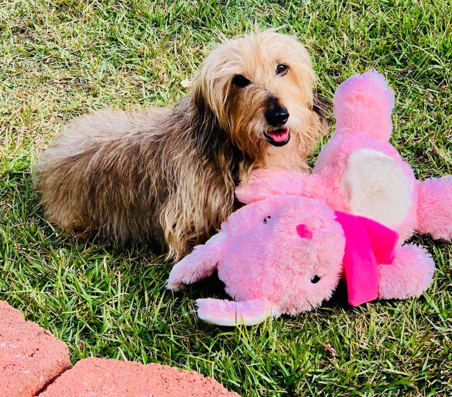 Senior Pets Who Will Make Your House a Home