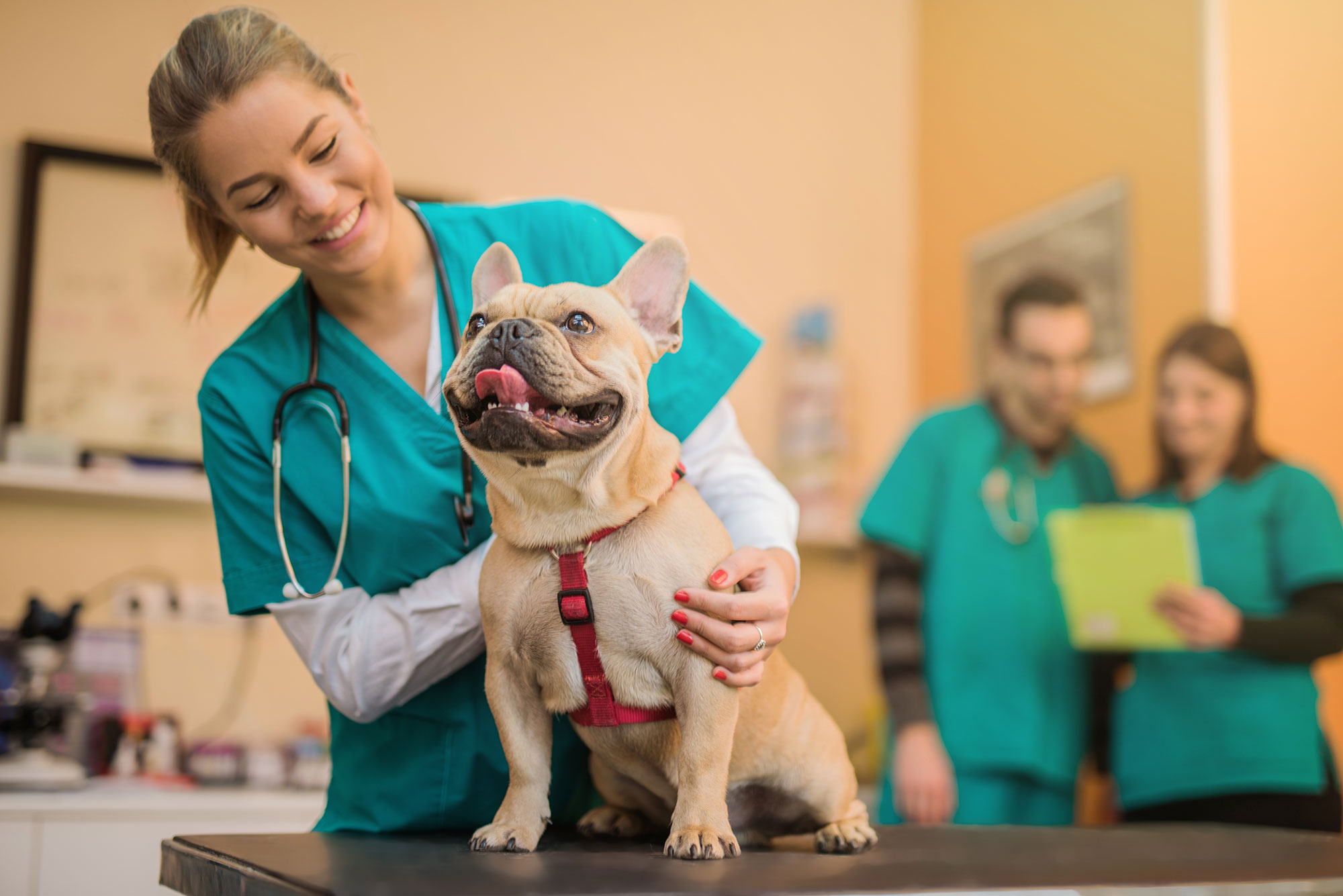 Diabetes in Pets