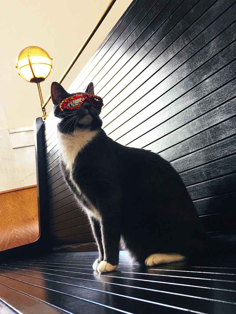 All the Places Sunglass Cat Keeps It Cool in Denver