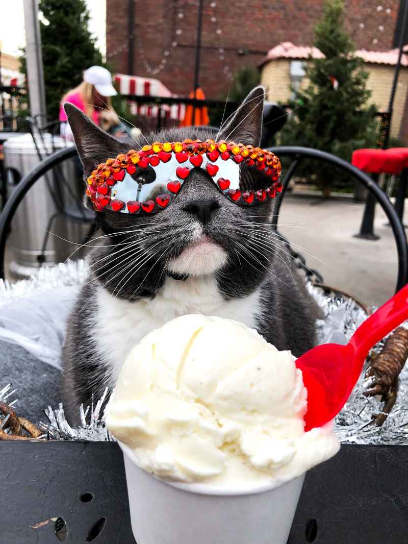 All the Places Sunglass Cat Keeps It Cool in Denver