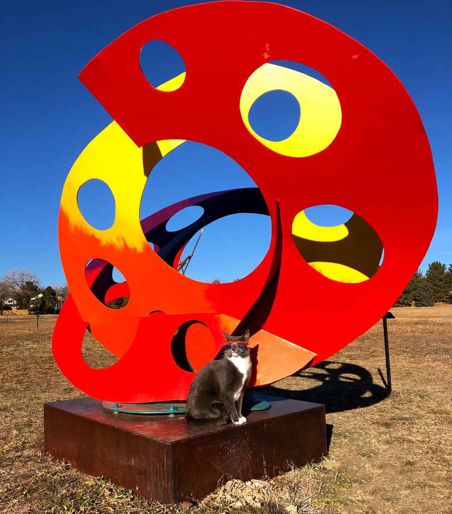 All the Places Sunglass Cat Keeps It Cool in Denver