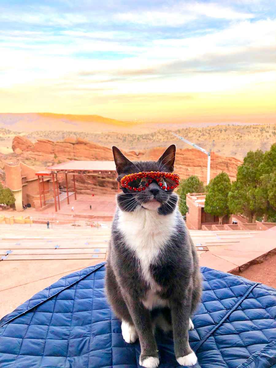 All the Places Sunglass Cat Keeps It Cool in Denver