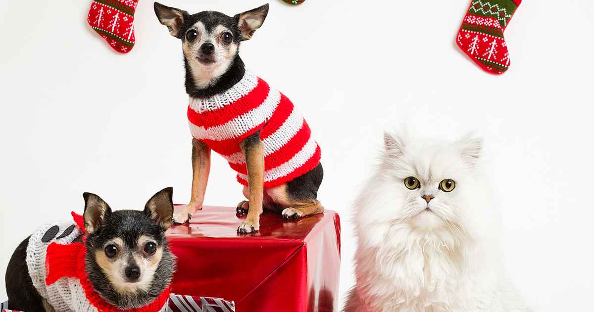 https://www.usmagazine.com/wp-content/uploads/2018/12/christmas-cat-dog-gifts.jpg?crop=0px%2C380px%2C1440px%2C756px&resize=1200%2C630&quality=40&strip=all
