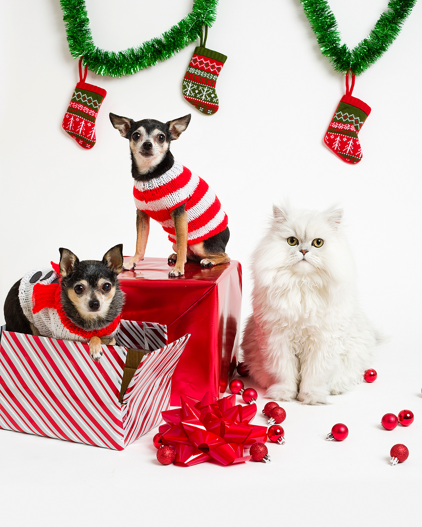 11 Gifts for Every Naughty and Nice Pet On Your List