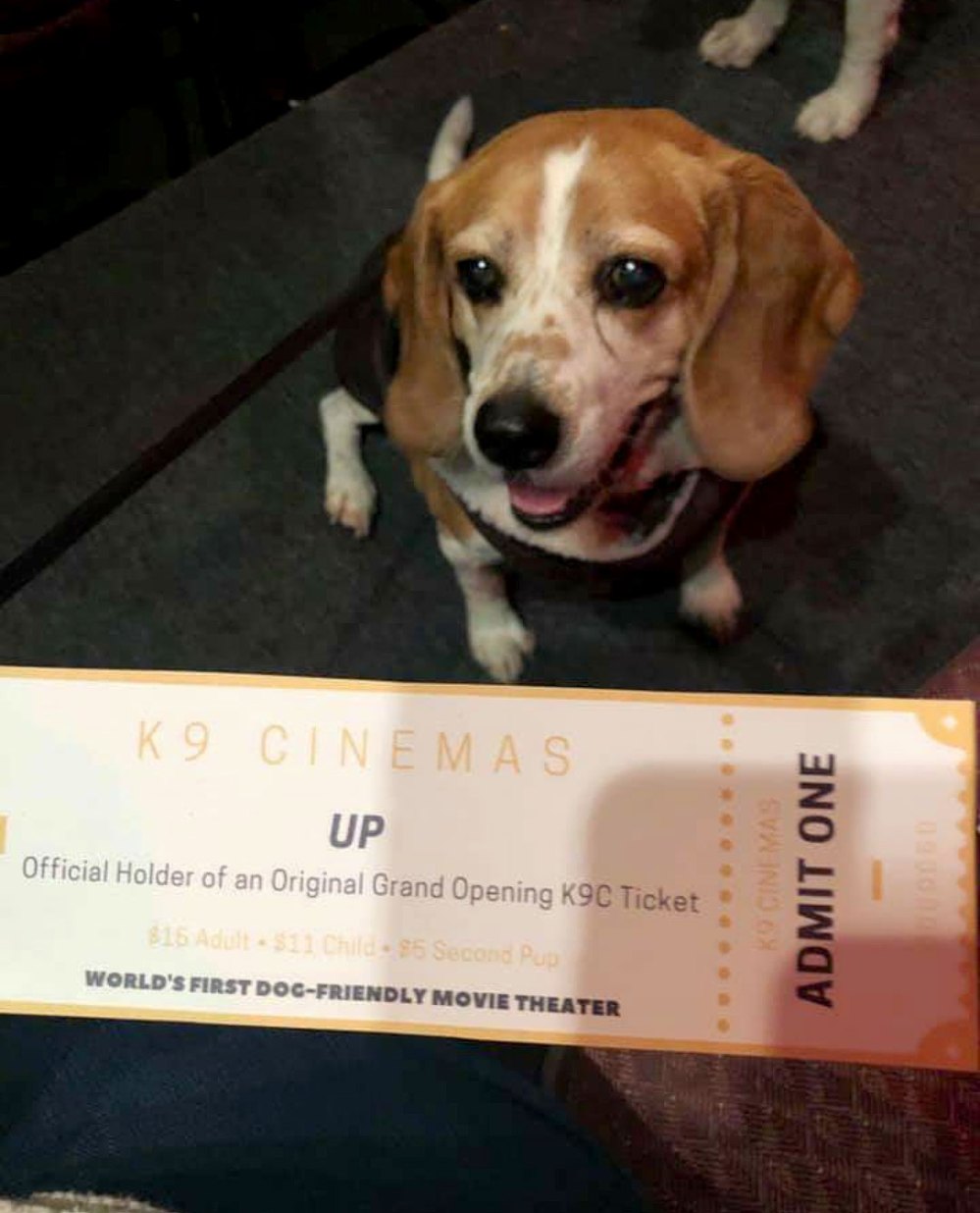 Dog-Friendly Movie Theater Opens in Texas With Food for Canines and Humans