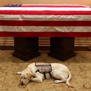 George H.W. Bush’s Dog Rests Next to His Casket in Heartbreaking Photo