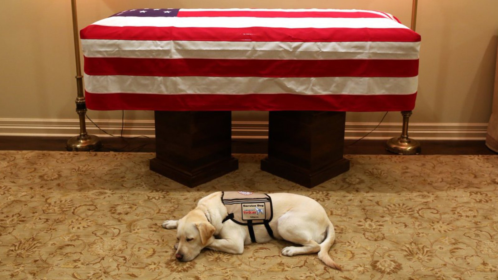 George H.W. Bush’s Dog Rests Next to His Casket in Heartbreaking Photo