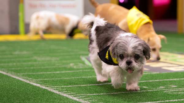 starting lineup puppy bowl 2019 animal planet