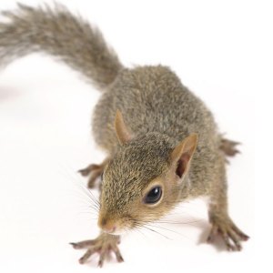 Egg Roll Squirrel