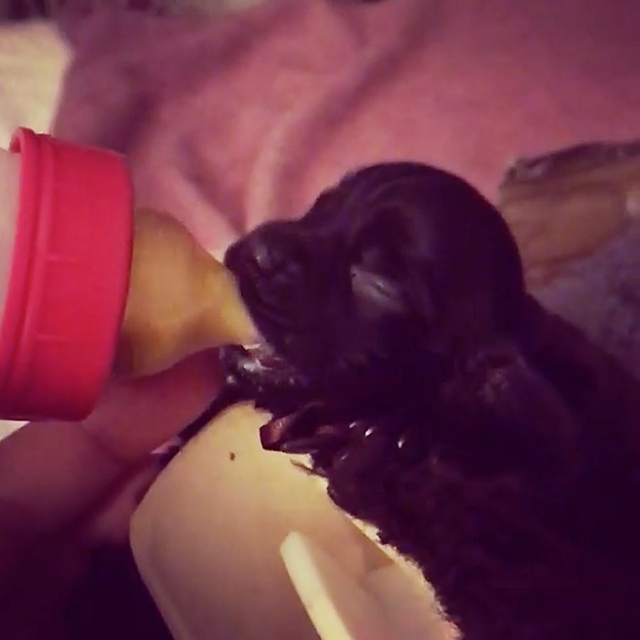 James Middleton Makes Instagram Public Bottlefeeds Puppies