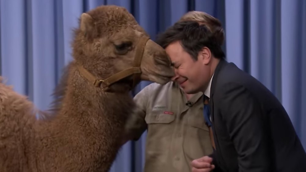 Jimmy Fallon Gets Kissed by a Baby Camel