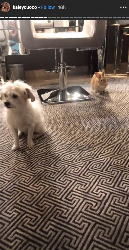 Kaley Cuoco Bunny and Dog Have a Super Sweet Playdate