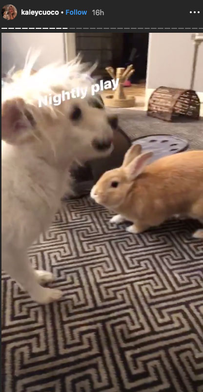 Kaley Cuoco Bunny and Dog Have a Super Sweet Playdate