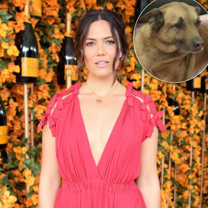 Mandy Moore's Dog Nearly Dies After Eating a Tennis Ball