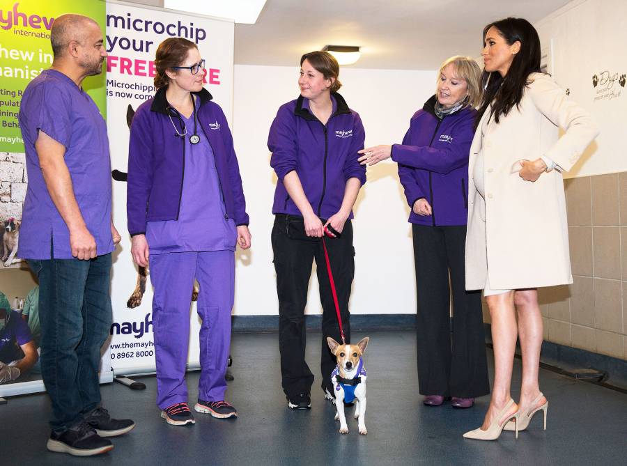 Pregnant Duchess Meghan Cracks Up Called Fat Lady London Animal Charity Dog