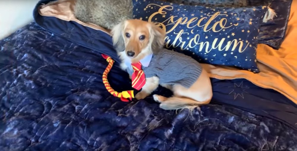 Actor and YouTuber Anna Brisbin Taught Her Dog to Respond to the Cutest Harry Potter Commands!