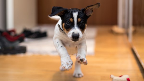 Dogs' Personalities Change Over Time to Mimic Their Owners, New Study Says