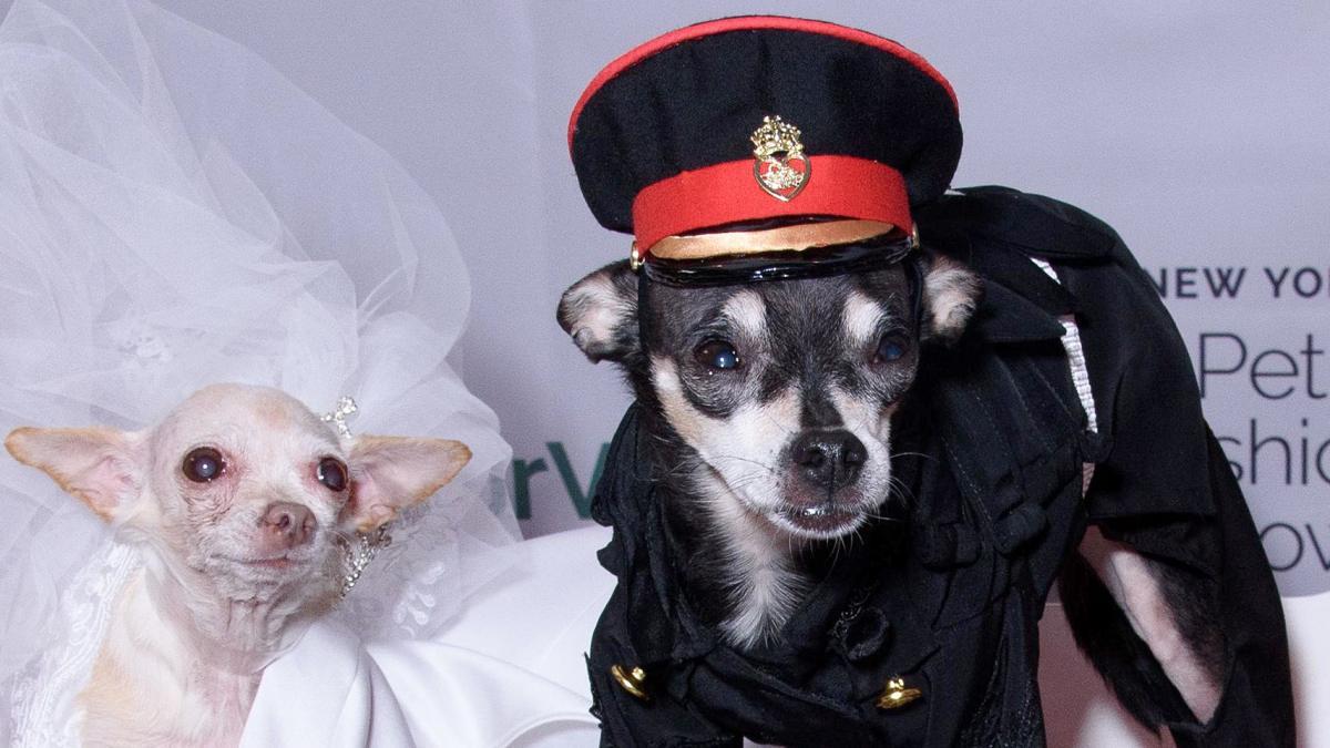 Meghan Barkle and Prince Harry of Tails Steal the Spotlight at New York Pet Fashion Show