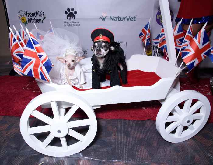 Meghan Barkle and Prince Harry of Tails Steal the Spotlight at New York Pet Fashion Show
