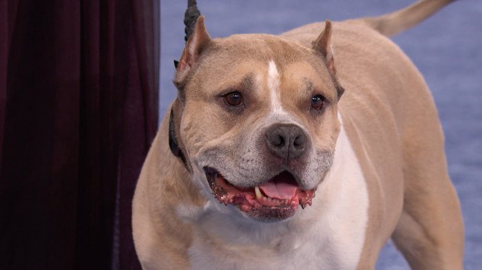 Watch the Heartwarming Recap from the 2019 American Rescue Dog Show