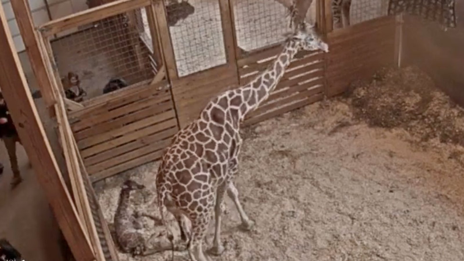 April the Giraffe Gives Birth to Fifth Calf: Photo