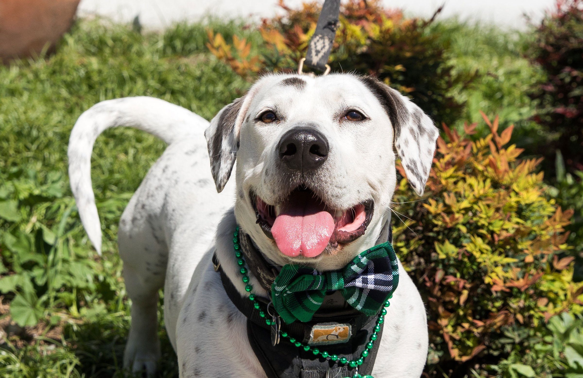 Howard the Rescue Dog Returns to Shelter to Help Other Pups Us Weekly