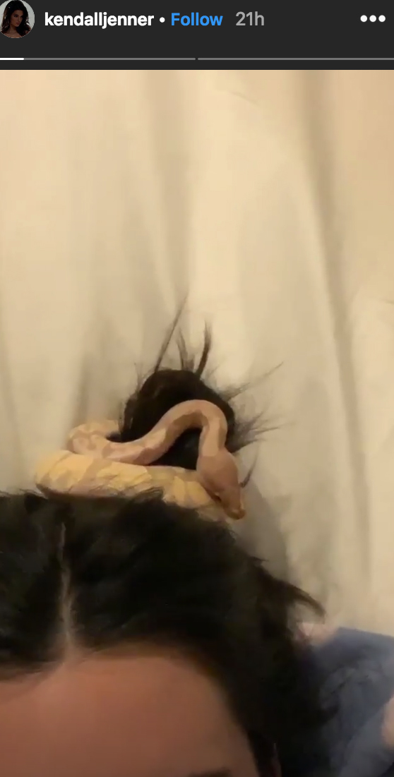 Kendall Jenner's snake in her hair