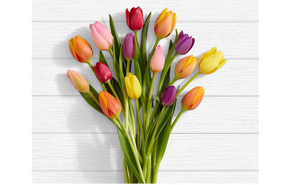 tulips-pic