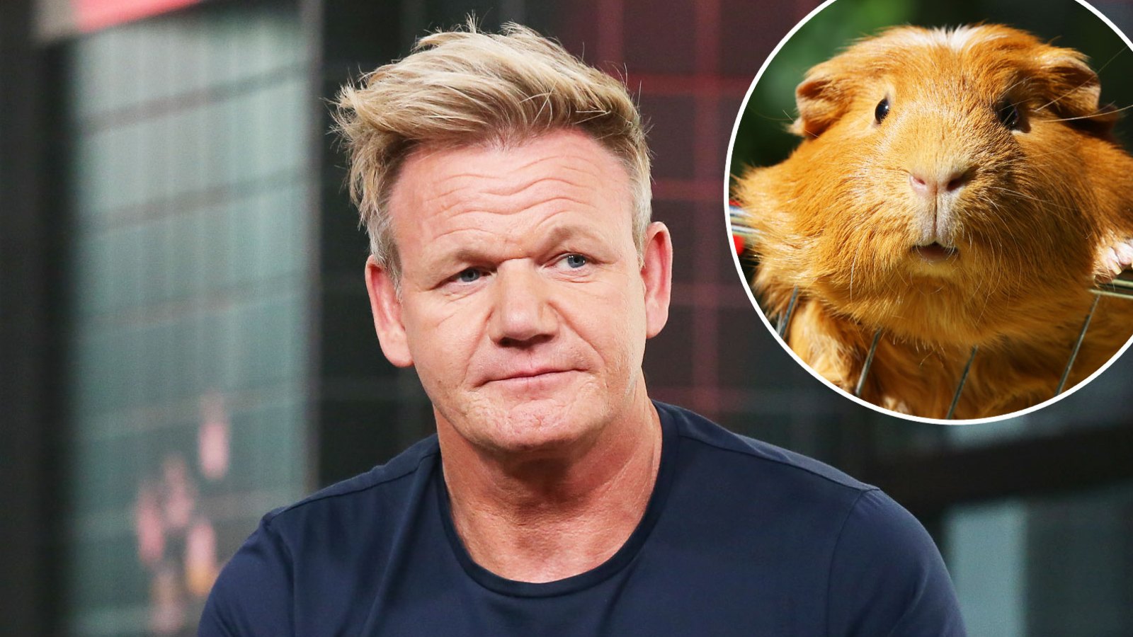 Gordon Ramsay Under Fire for Saying Guinea Pigs Are Delicious