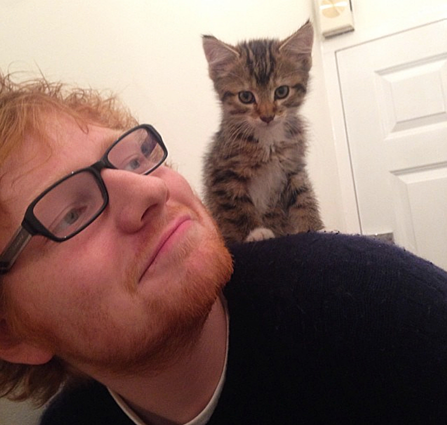 Ed-Sheeran-cat-Graham-dies