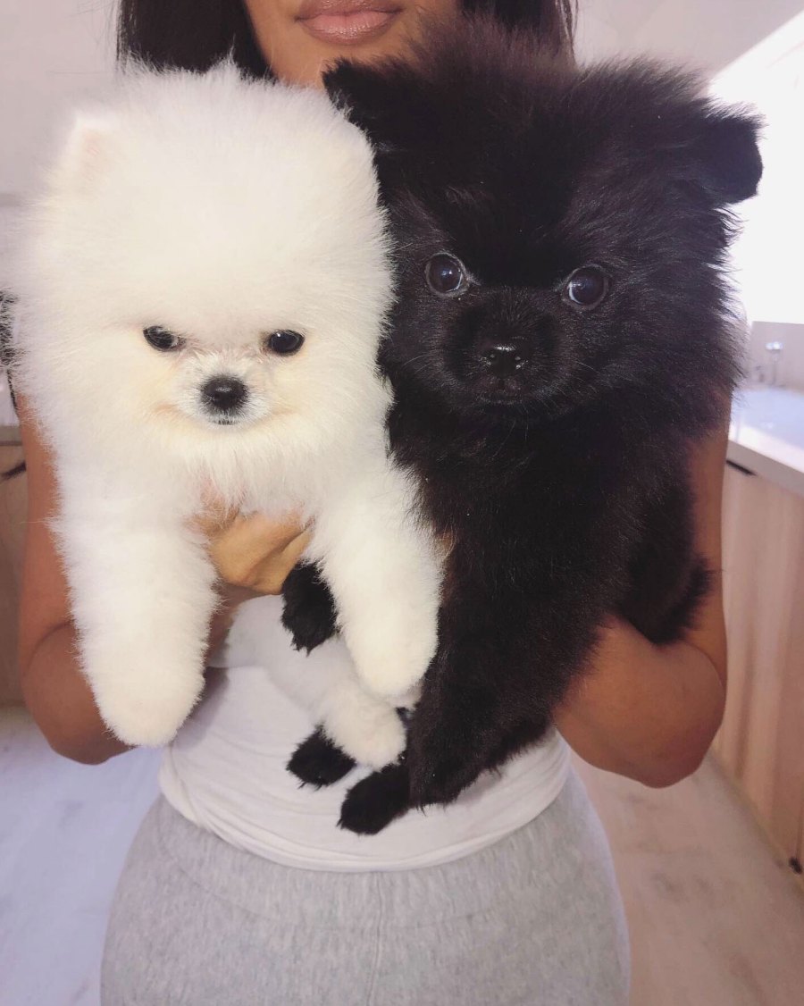 Kim Kardashian Shares Adorable Photos of New Pomeranian Puppies