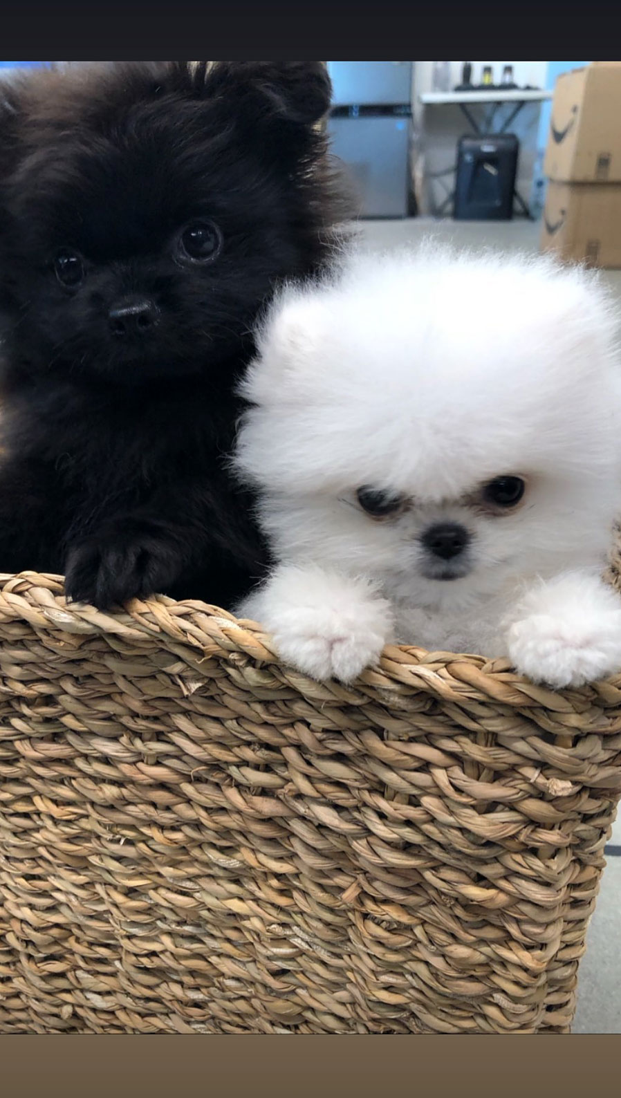Kim Kardashian Shares Adorable Photos of New Pomeranian Puppies