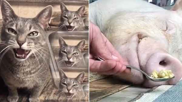 Petformers Awards Best Comedy