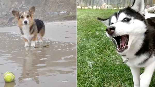 Petformers Awards Best Lead Drama