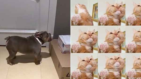 Petformers Awards Outstanding Choreography