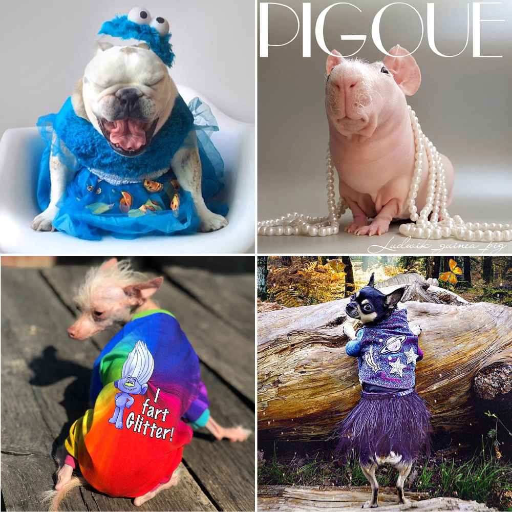 Petformers Awards Promo Petformers Awards