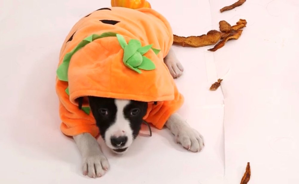 Puppies Dressed Like Pumpkins Review Pumpkin Spice Treats
