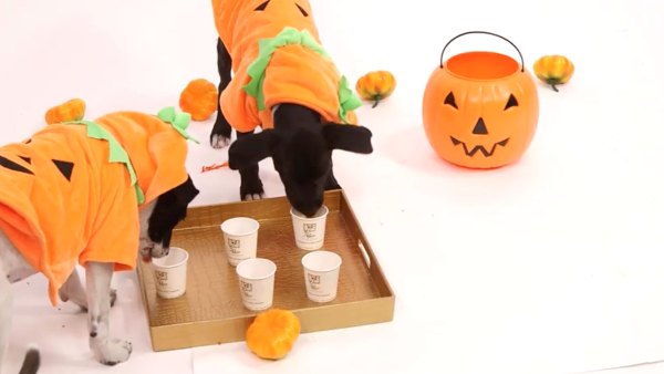 Puppies Dressed Like Pumpkins Review Pumpkin Spice Treats
