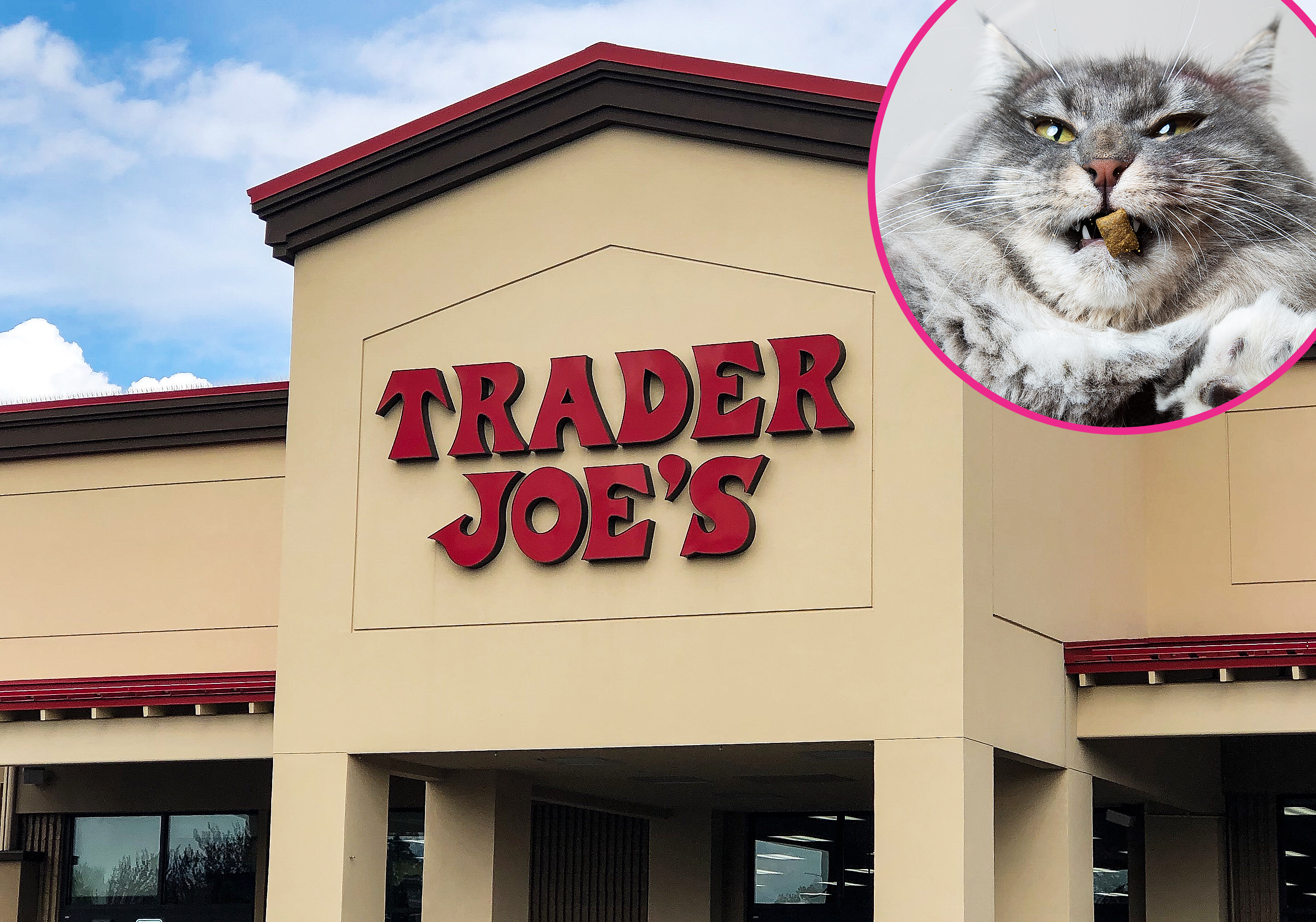 Trader Joe's Is Selling Advent Calendars For Cats