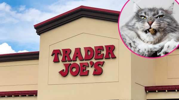 Trader Joe's Is Selling Advent Calendars For Cats