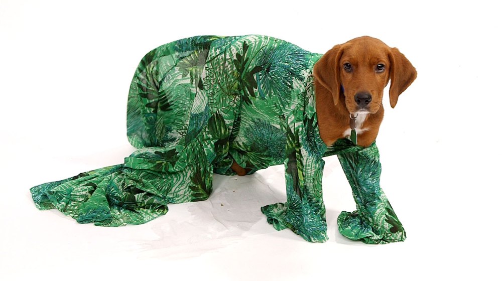 Watch Dogs Dress Up for Halloween as Favorite Female Stars