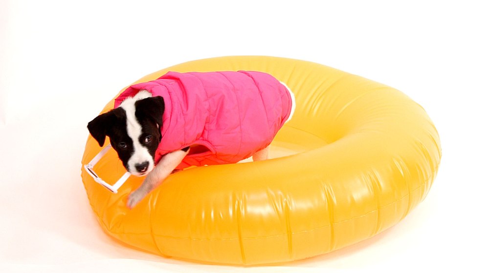 Watch Dogs Dress Up for Halloween as Favorite Female Stars