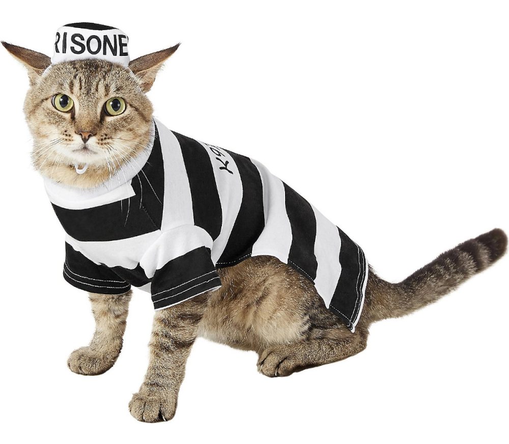 cat prisoner costume
