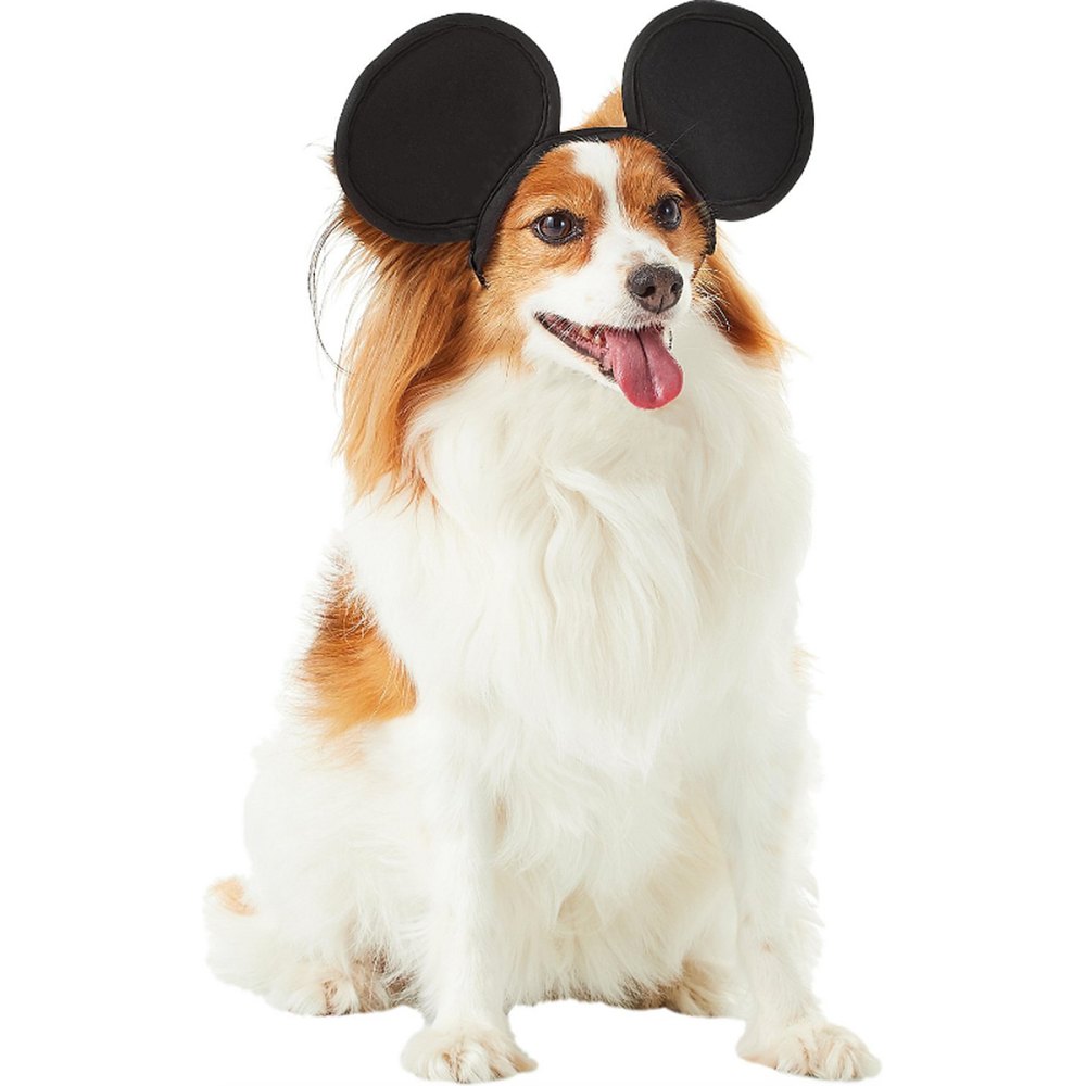 dog mickey mouse ears