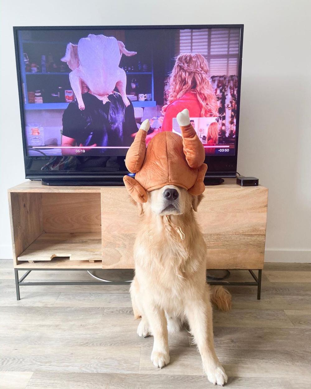 Adorable Golden Retriever Channels Joey from ‘Friends’ Thanksgiving Episode