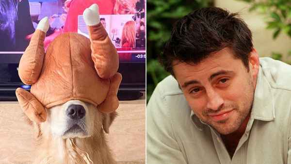 Adorable Golden Retriever Channels Joey from ‘Friends’ Thanksgiving Episode