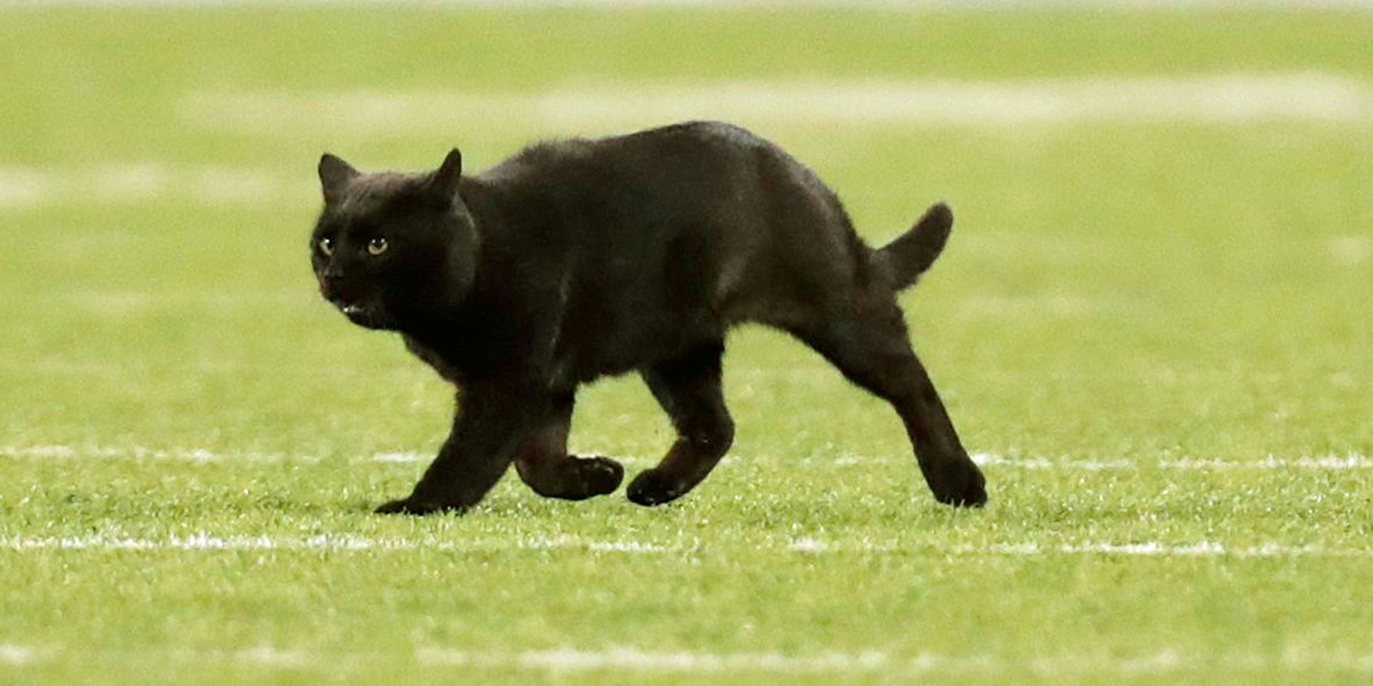 Black Cat Runs Onto Field During Giants 