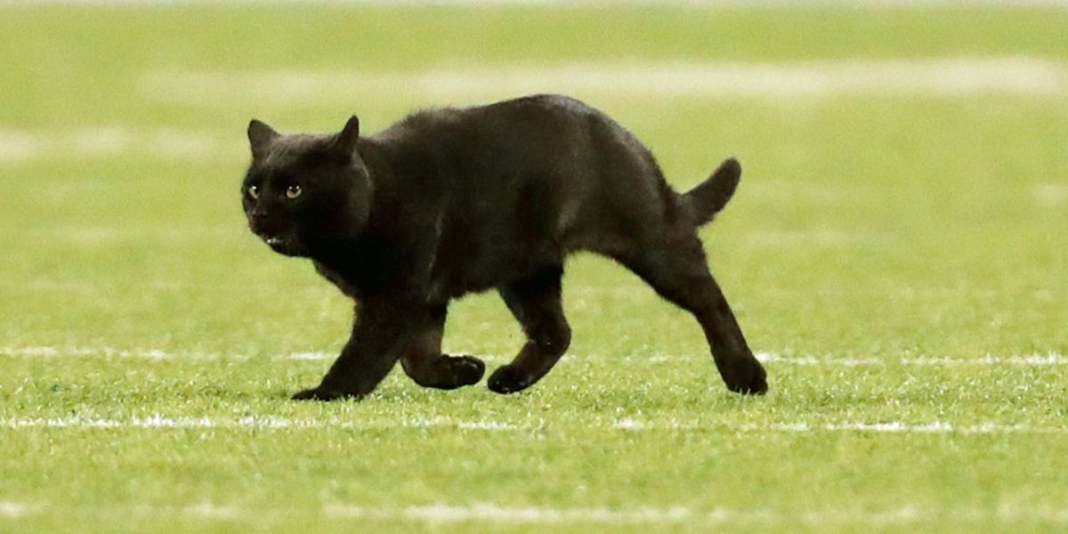 Black-Cat-Delays-Play-After-Running-Onto-the-Field-at-Giants-Cowboys-Game-.jpg