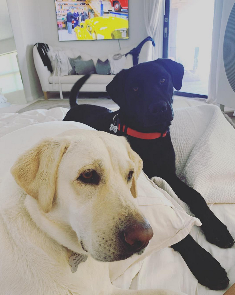 A Guide To The Kardashian Jenner Family S Dogs