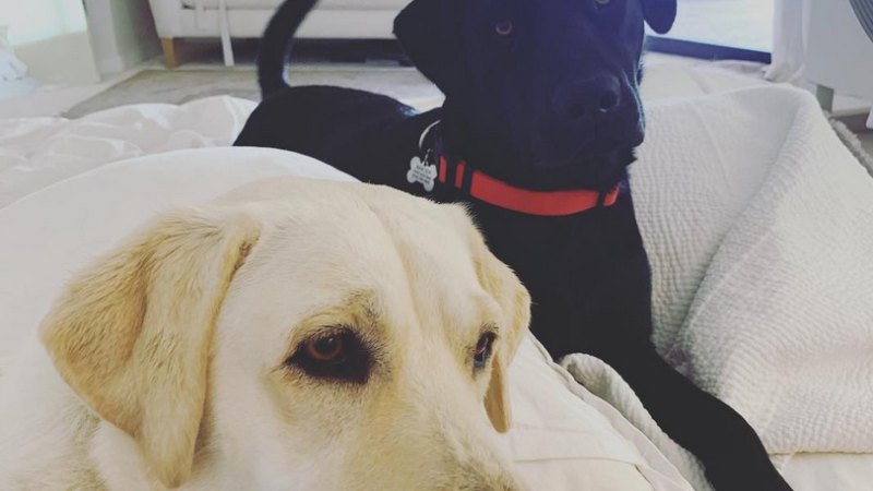 Norman! Sushi! Honey! A Guide to the Kardashian-Jenner Family’s Dogs